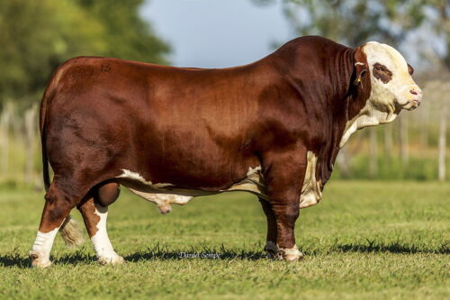 Octavio